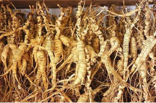 長白山黑參 五載沉淀，鮮食營養三倍于干品