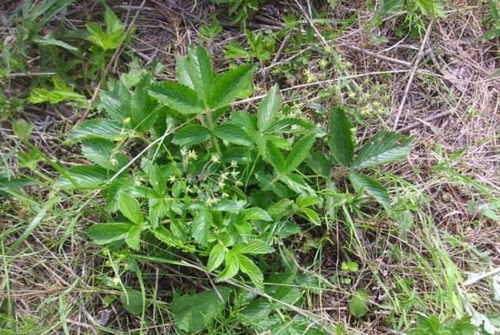 雞爪參 葉子是美味野菜，根部是珍貴黑參