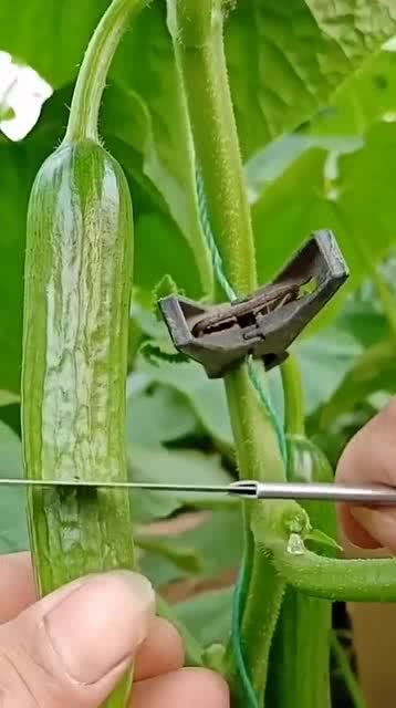 從人參果到黑參 看似高檔的養生食材，其實家庭養護很簡單