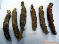 深耕沃土，匠心培育——探索人參種植的綠色未來